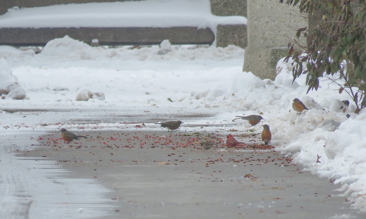 American Robin - ML646346931