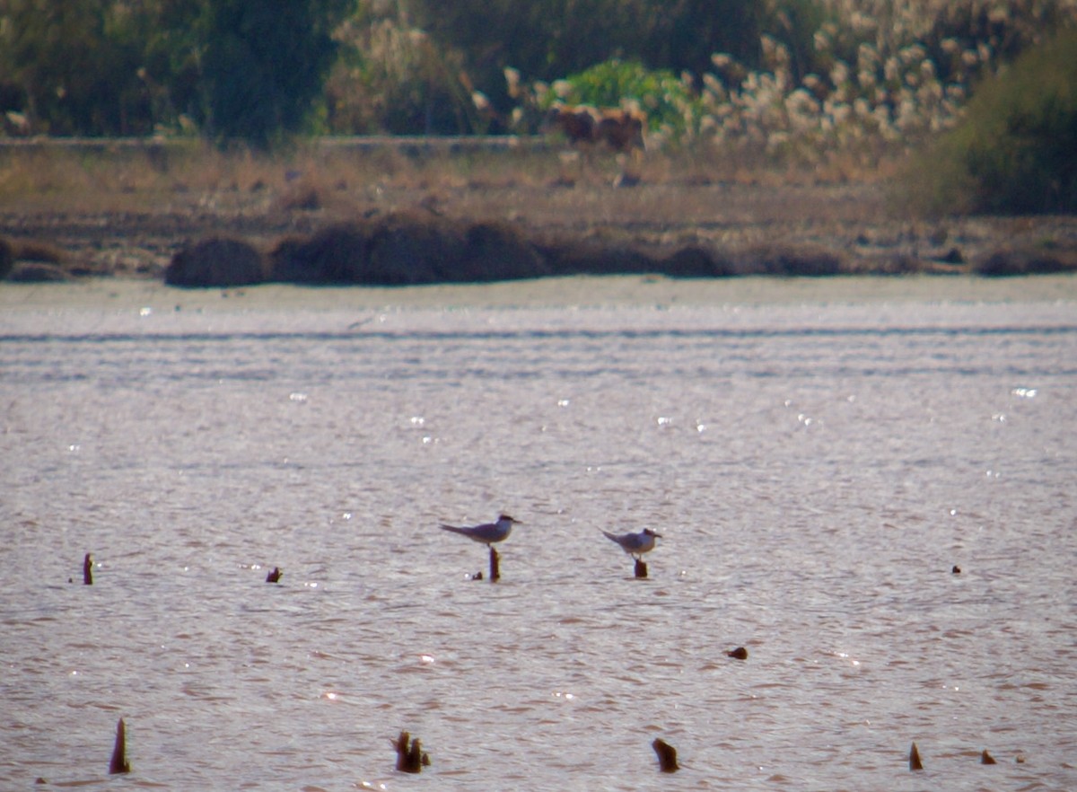 Sandwich Tern - ML646346932