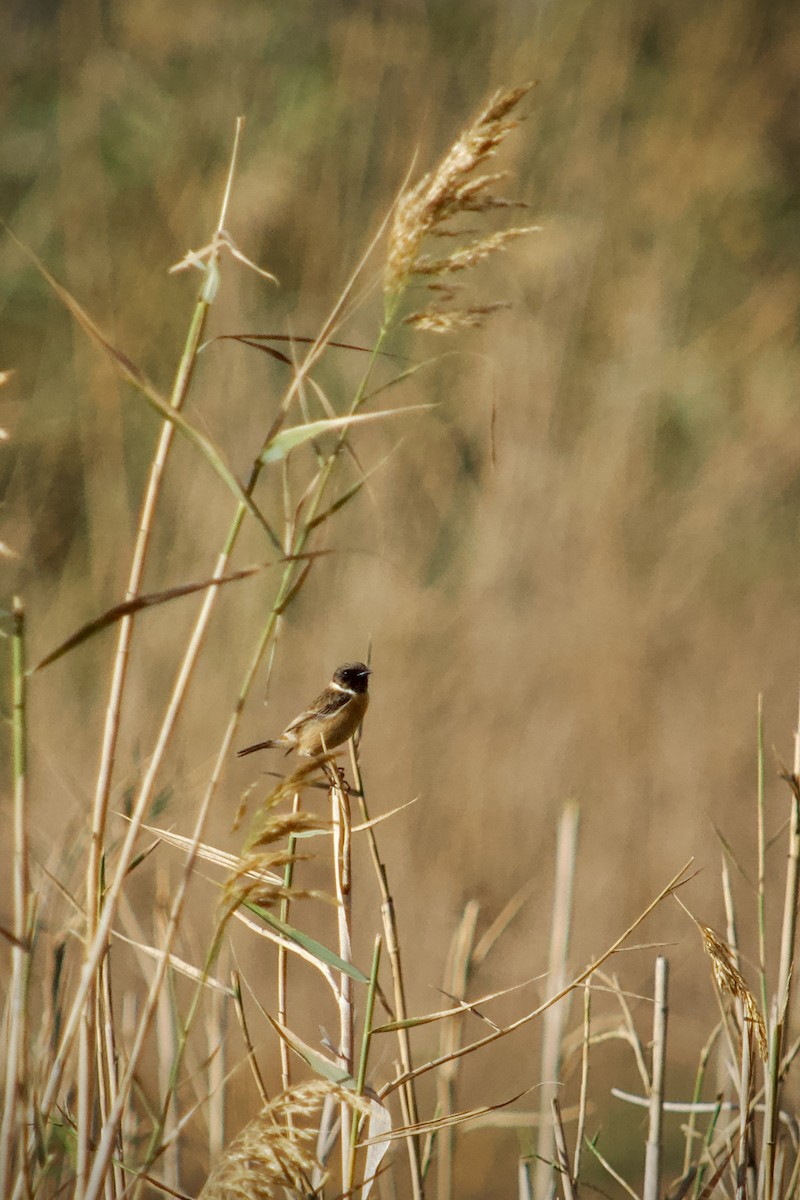European Stonechat - ML646346938