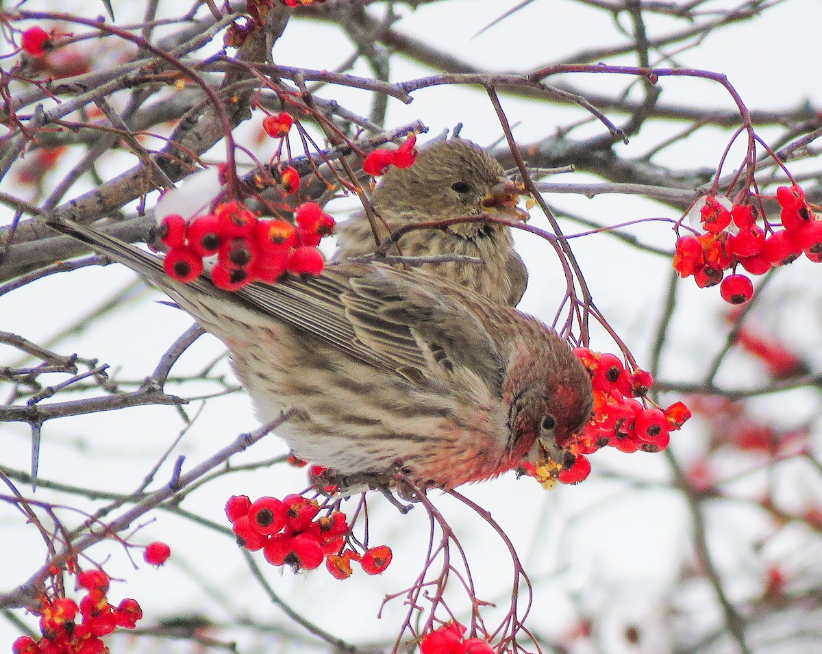 House Finch - ML646346939