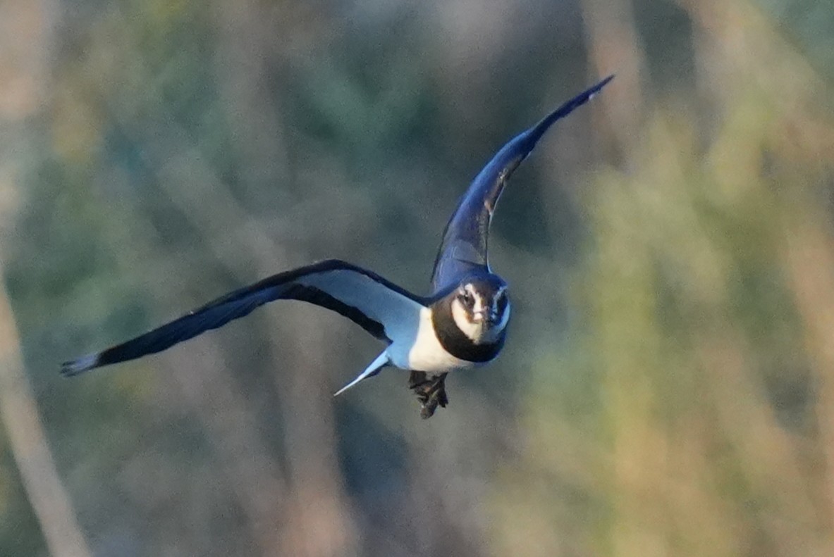 Northern Lapwing - ML646346942