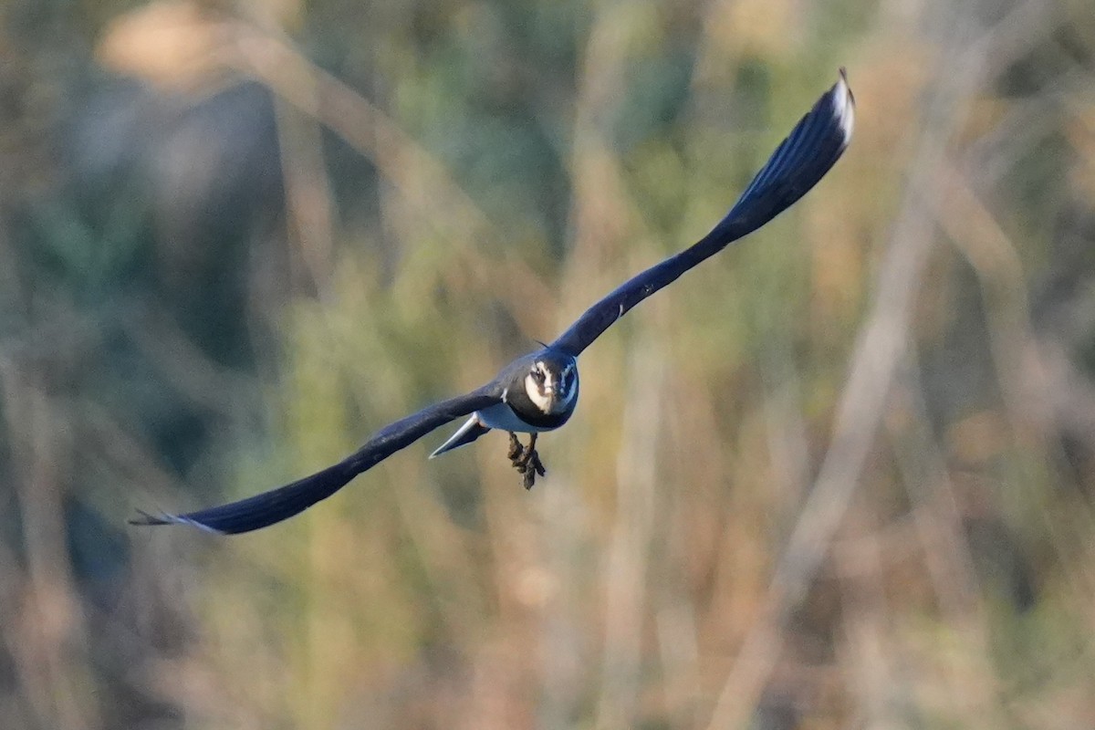 Northern Lapwing - ML646346943