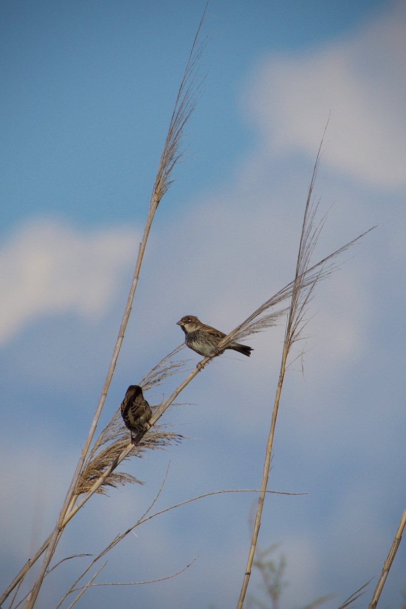 Spanish Sparrow - ML646346944