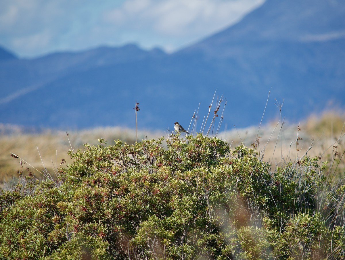 Spanish Sparrow - ML646346945