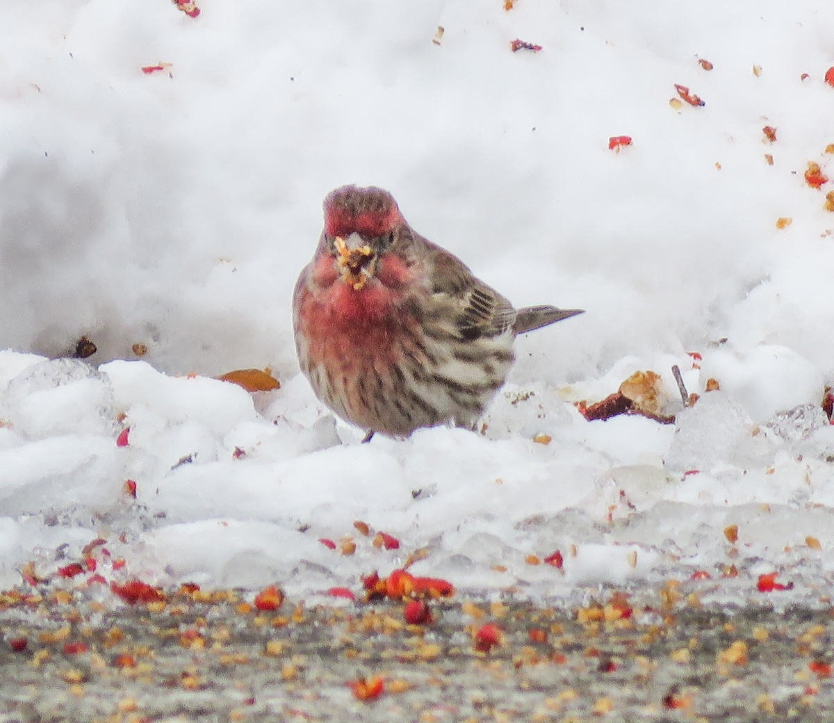 House Finch - ML646346951