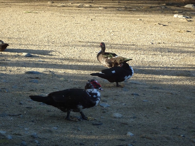 Ahate musketaduna (etxekoa) - ML646346952