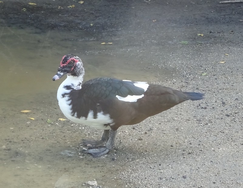 Ahate musketaduna (etxekoa) - ML646346953