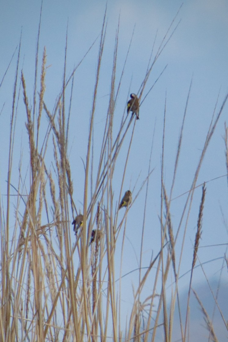 European Goldfinch - ML646346954