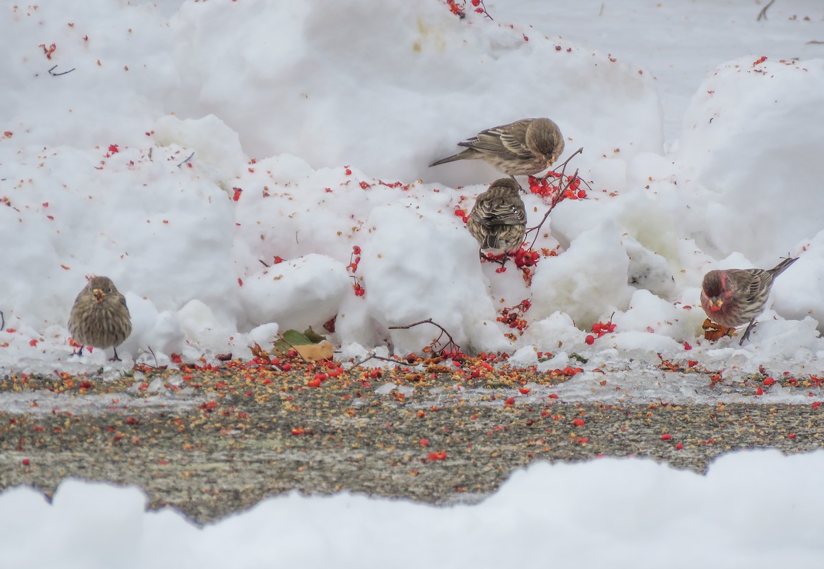 House Finch - ML646346955