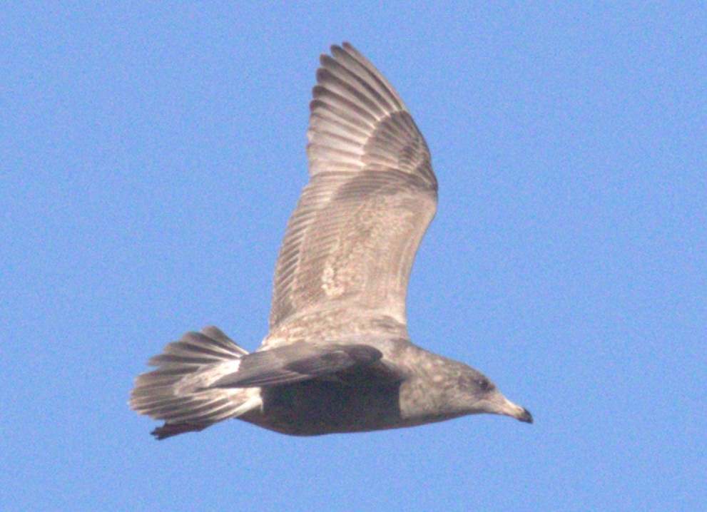 Iceland Gull (Thayer's) - ML646346957