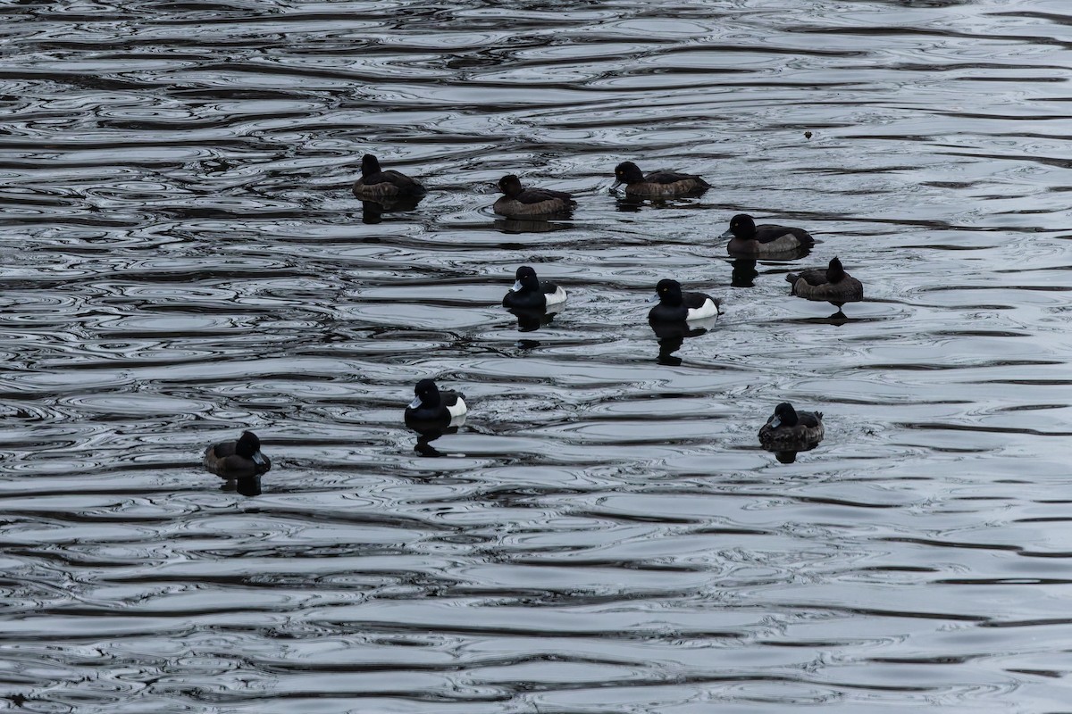 Tufted Duck - ML646346958