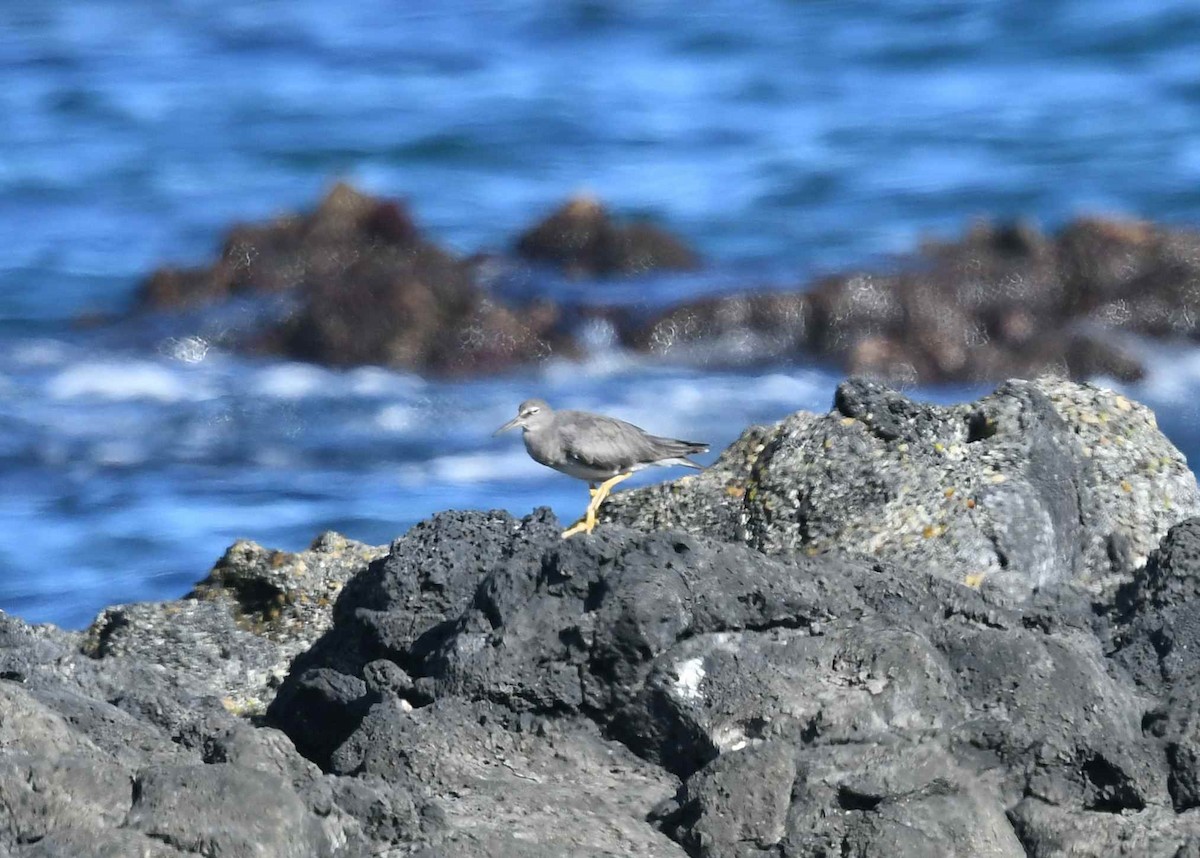 Wandering Tattler - ML646346959