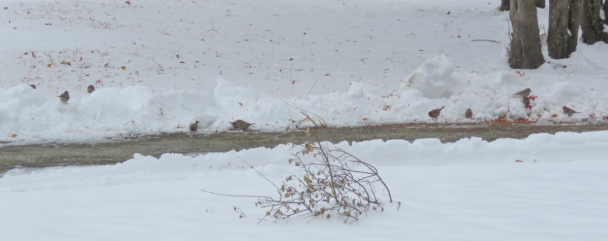 House Finch - ML646346960