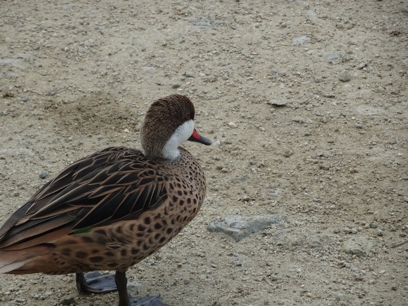 White-cheeked Pintail - ML646346961