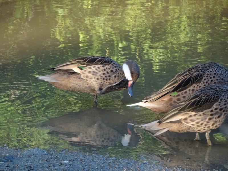 White-cheeked Pintail - ML646346962
