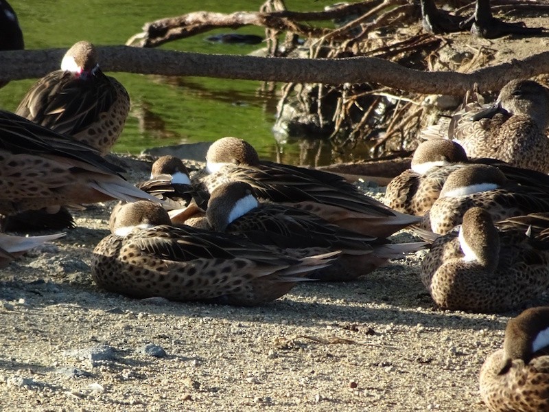 White-cheeked Pintail - ML646346963