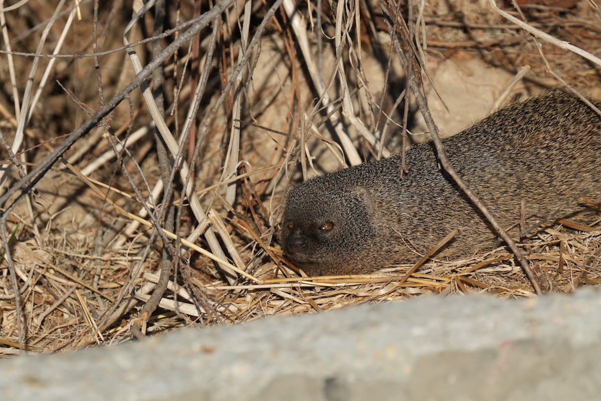 Egyptian Mongoose - ML646346965