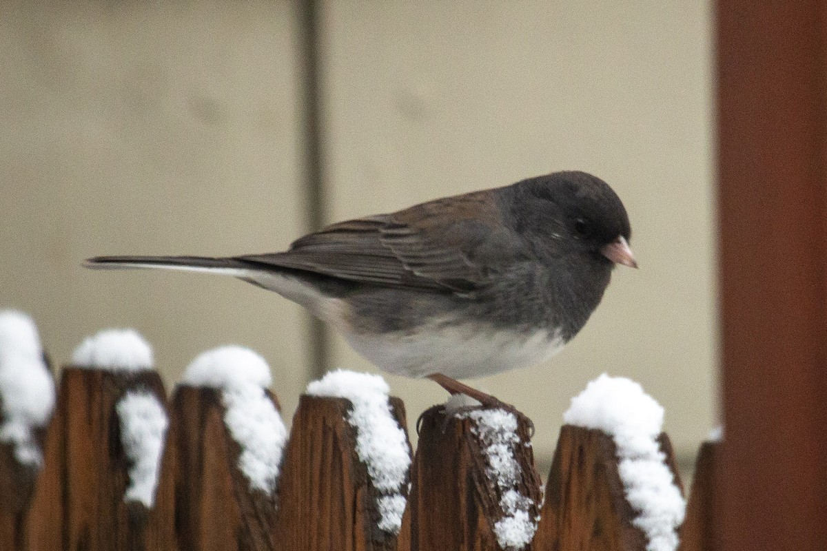 Dark-eyed Junco (cismontanus) - ML646346966