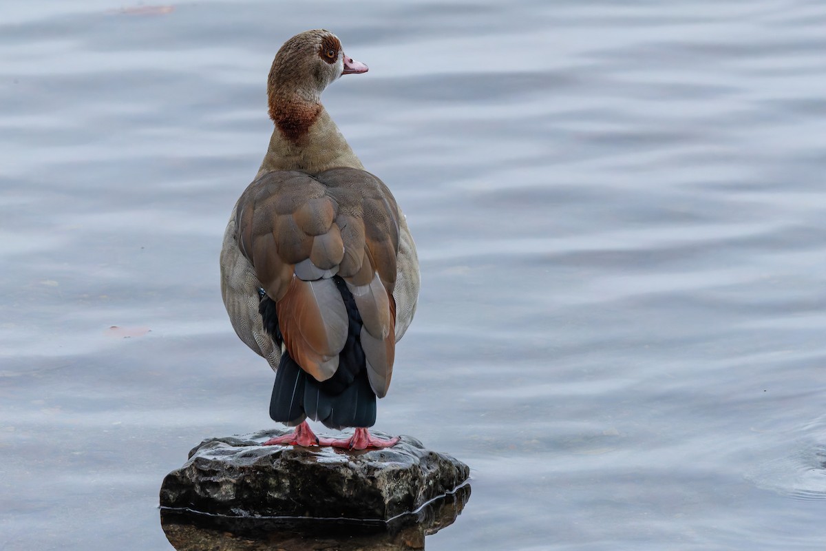 Egyptian Goose - ML646346967