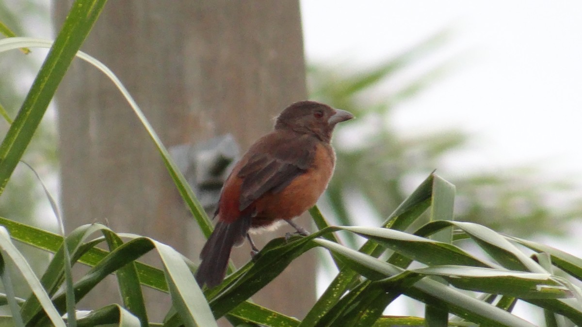 Brazilian Tanager - ML646346975