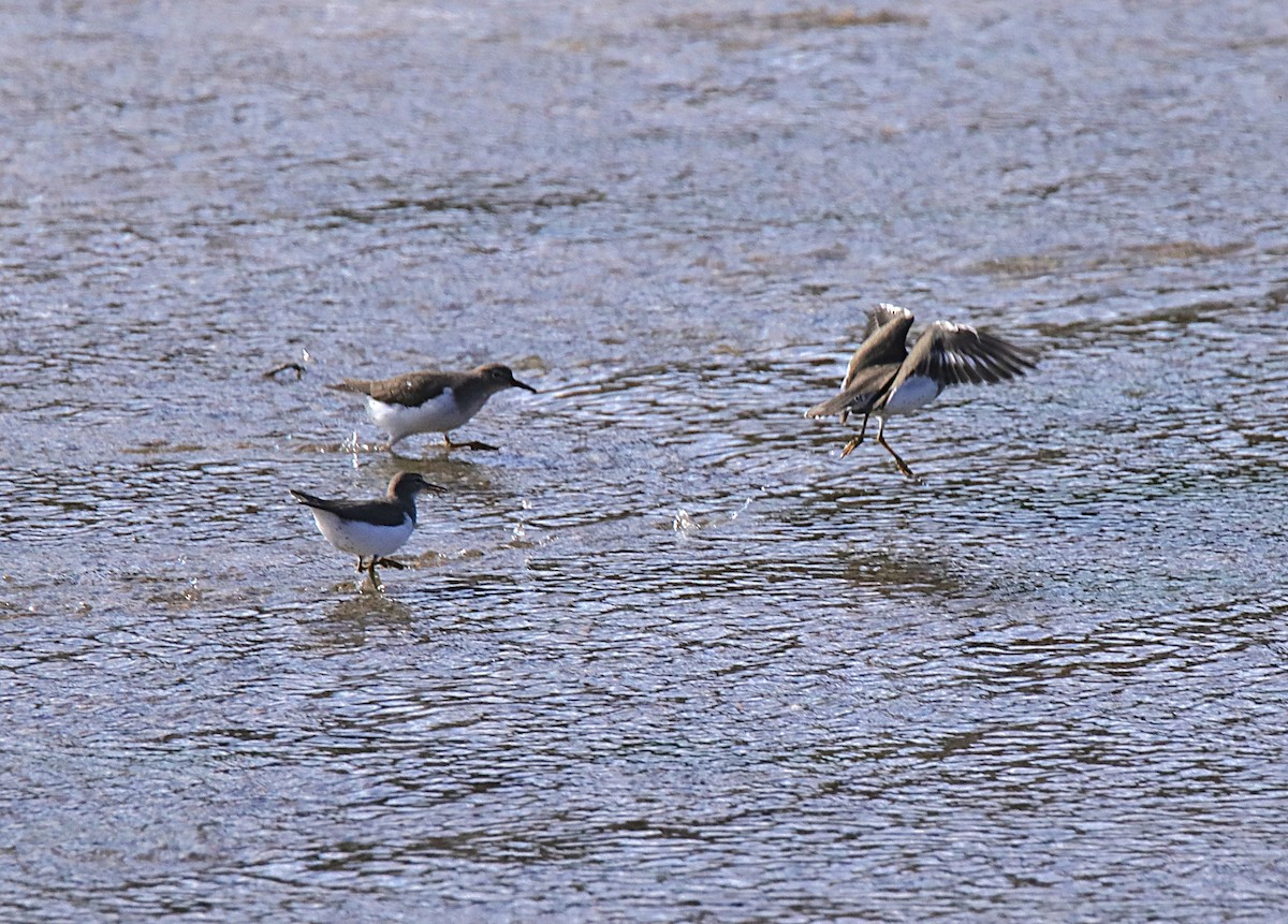 Spotted Sandpiper - ML646346977