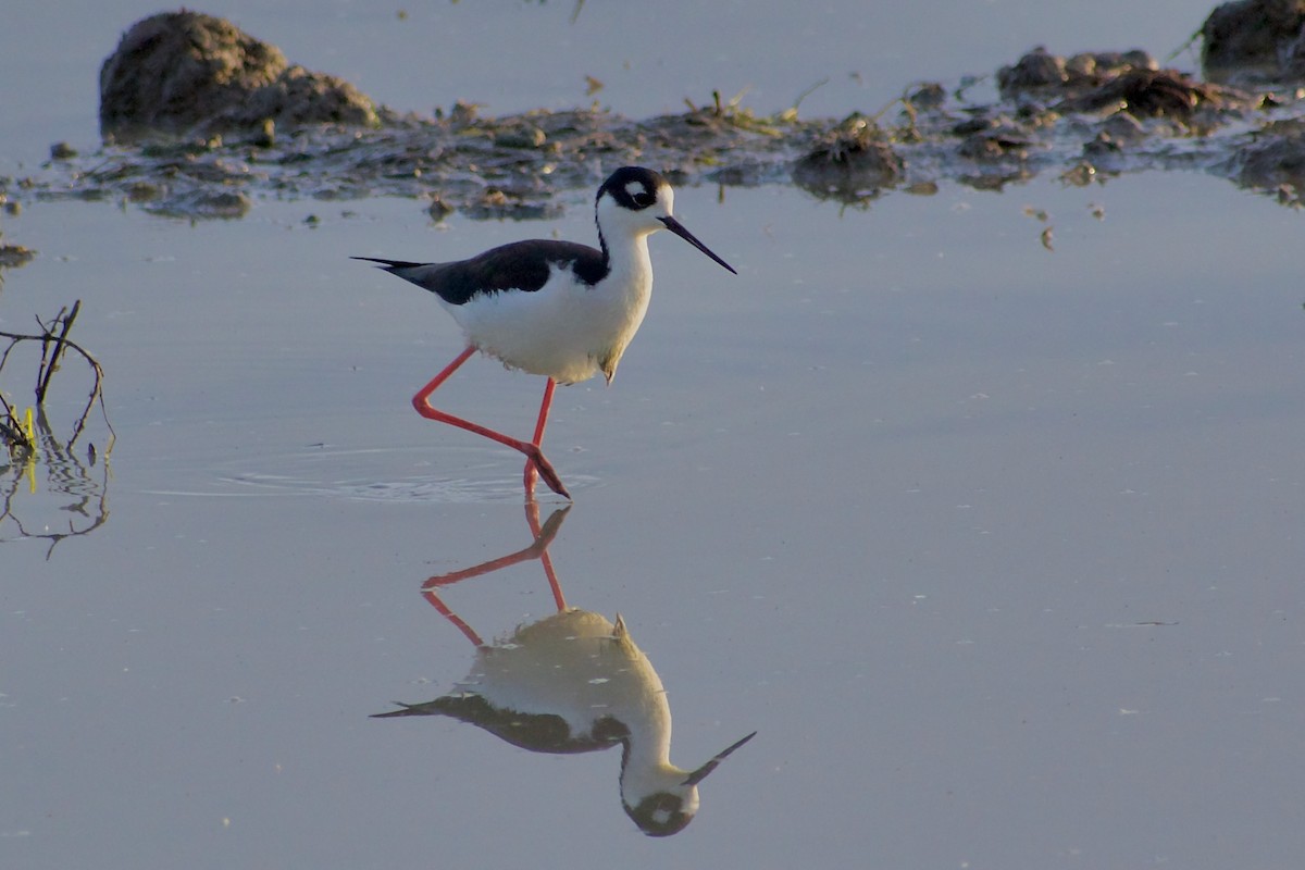 Американский ходулочник - ML646346978