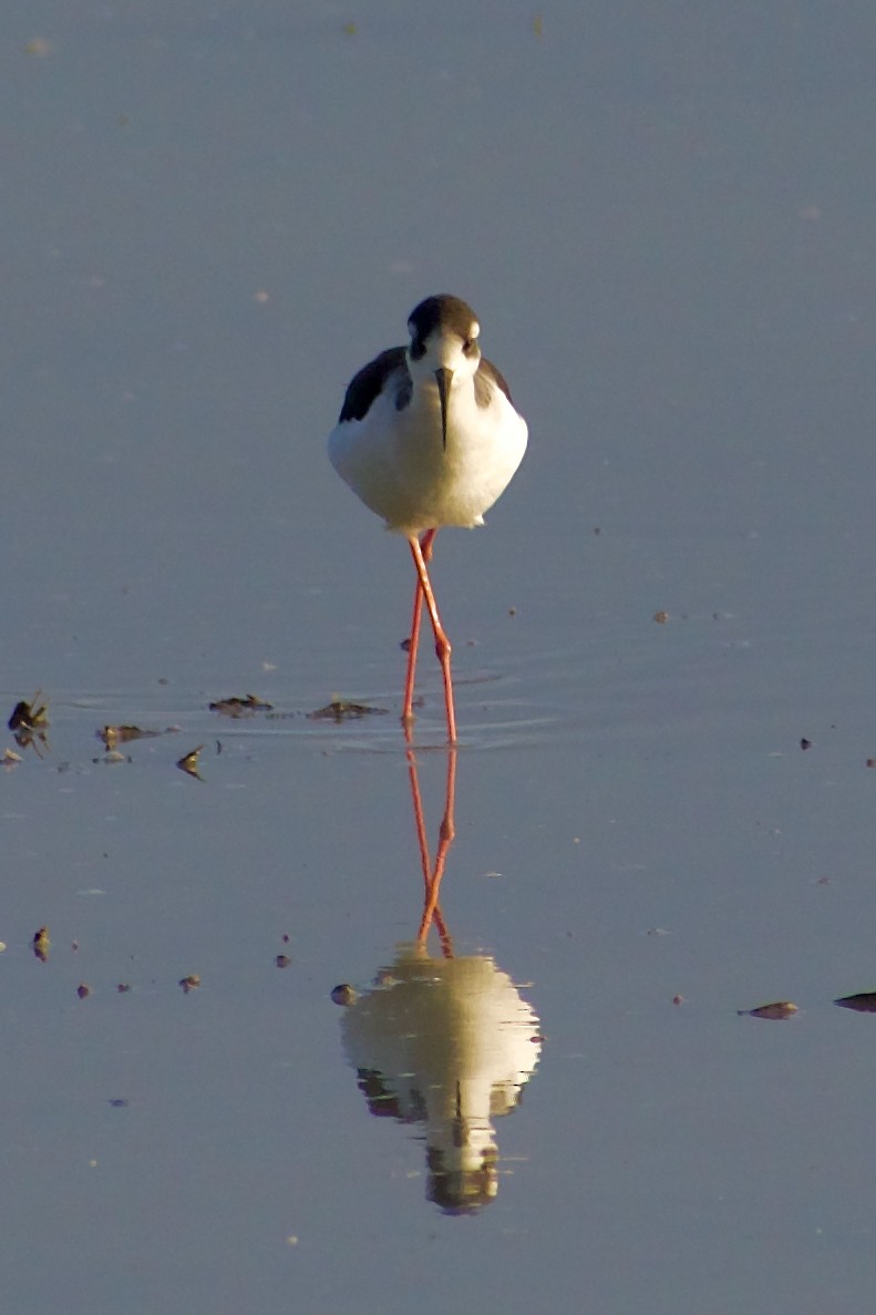 Black-necked Stilt - ML646346979