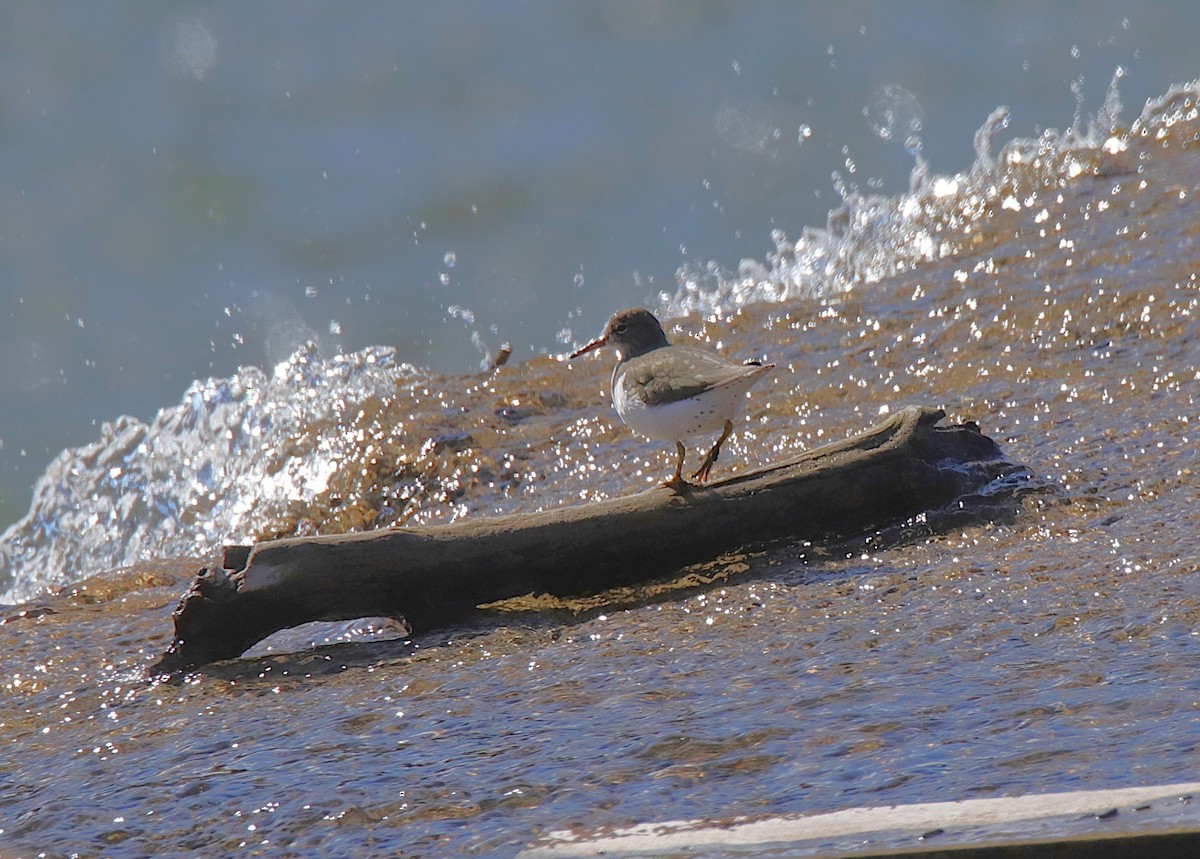 Spotted Sandpiper - ML646346980