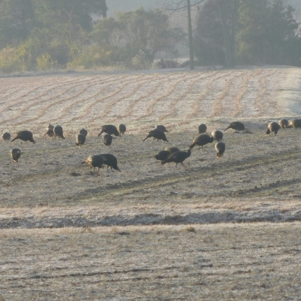 Truthuhn - ML646346982