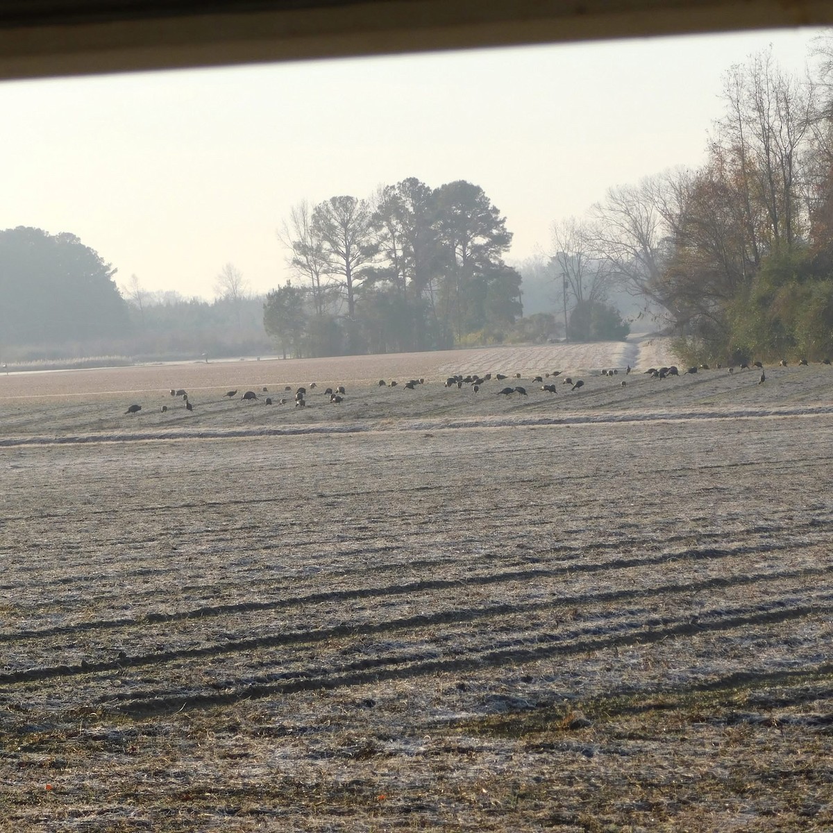 Truthuhn - ML646346983