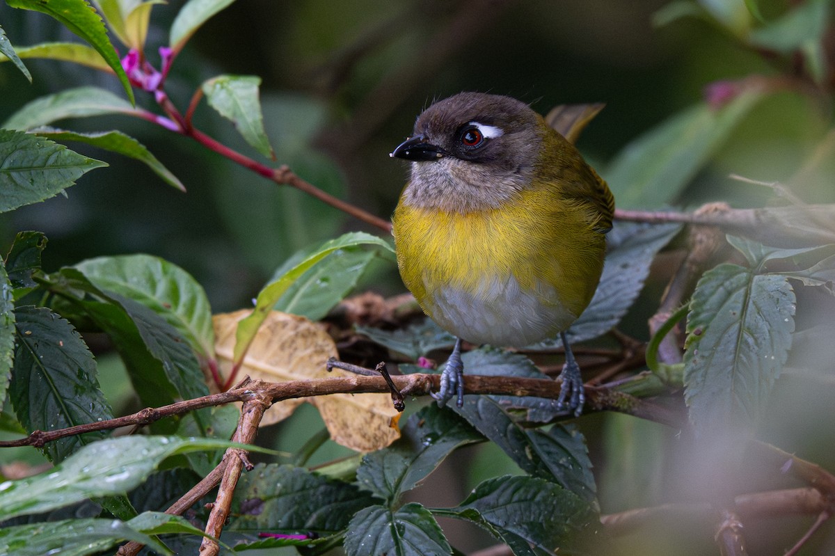 Очковый дромник - ML646346984