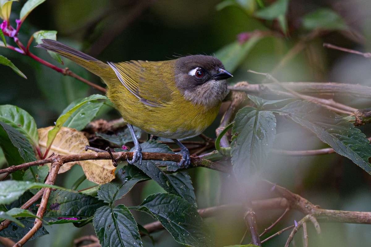 Очковый дромник - ML646346985