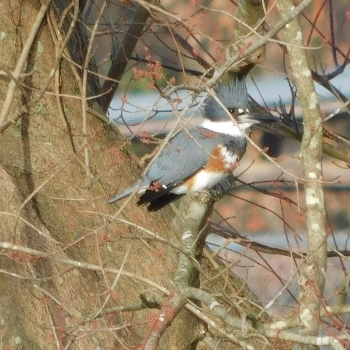 Опоясанный зимородок - ML646346991