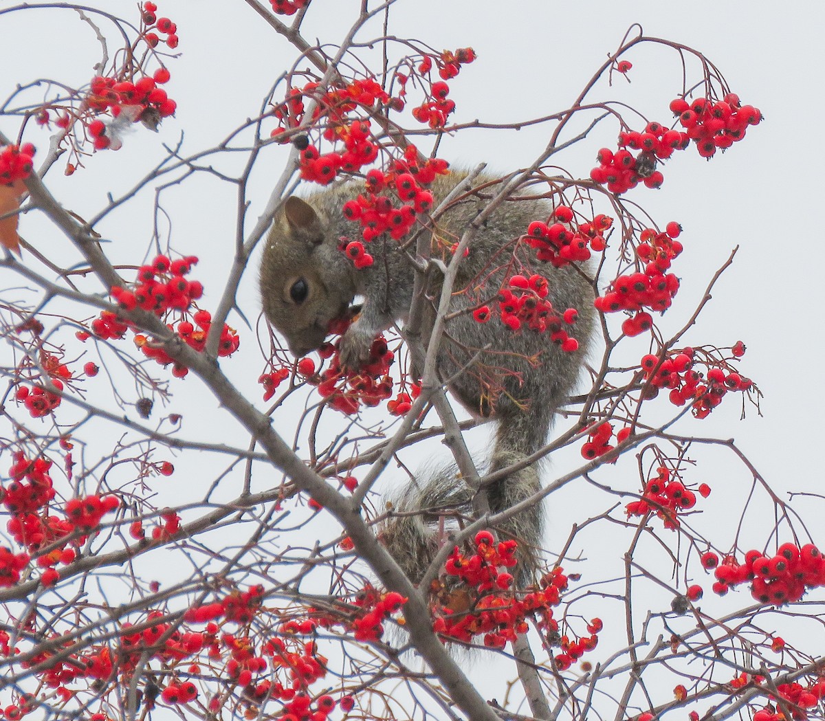 Eastern Gray Squirrel - ML646346995
