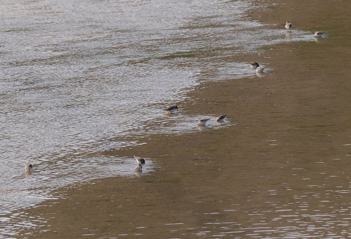 Least Sandpiper - ML646346996