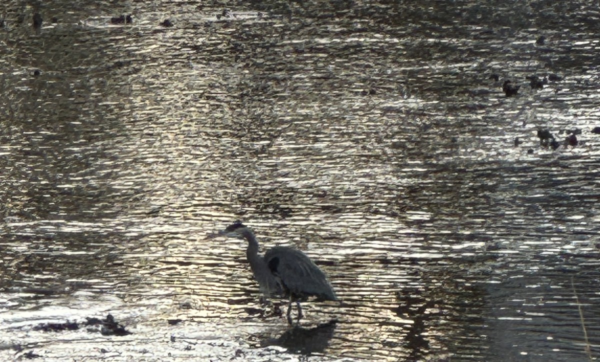 Большая голубая цапля - ML646346997