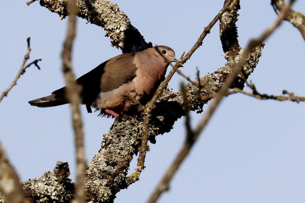 Ушастая горлица - ML646346998