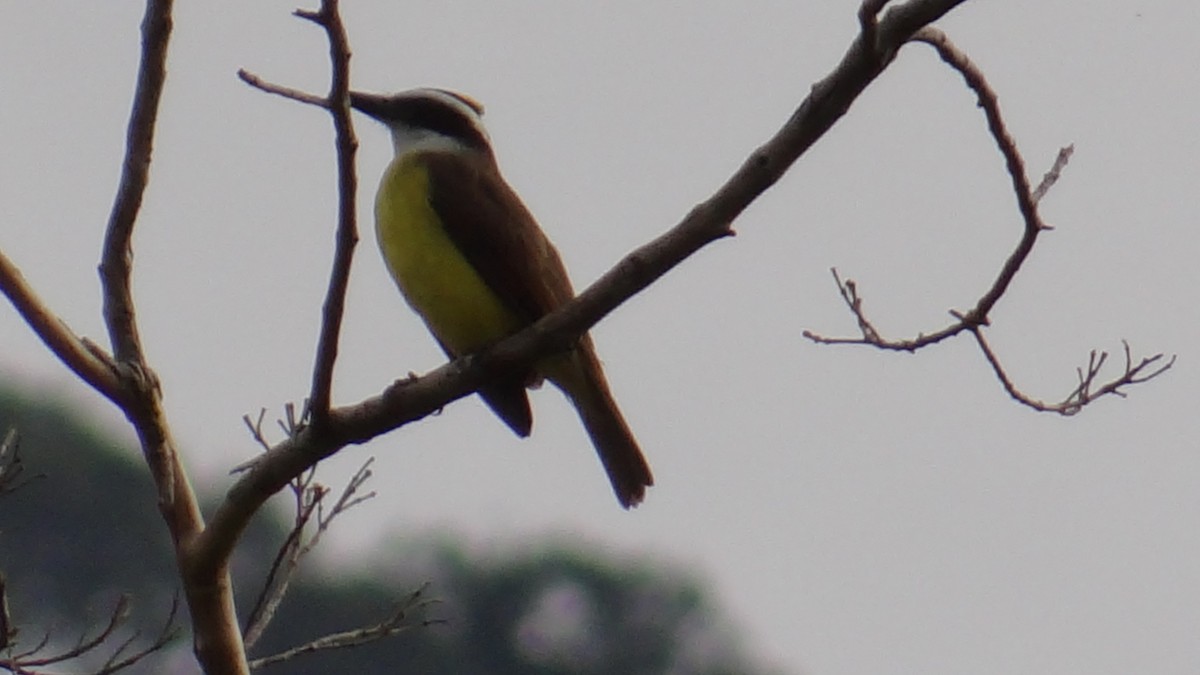 Большой бентеви, кискади - ML646346999