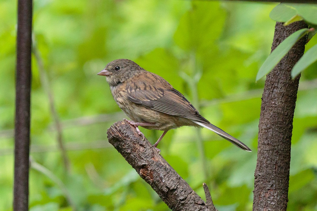Серый юнко - ML646347002