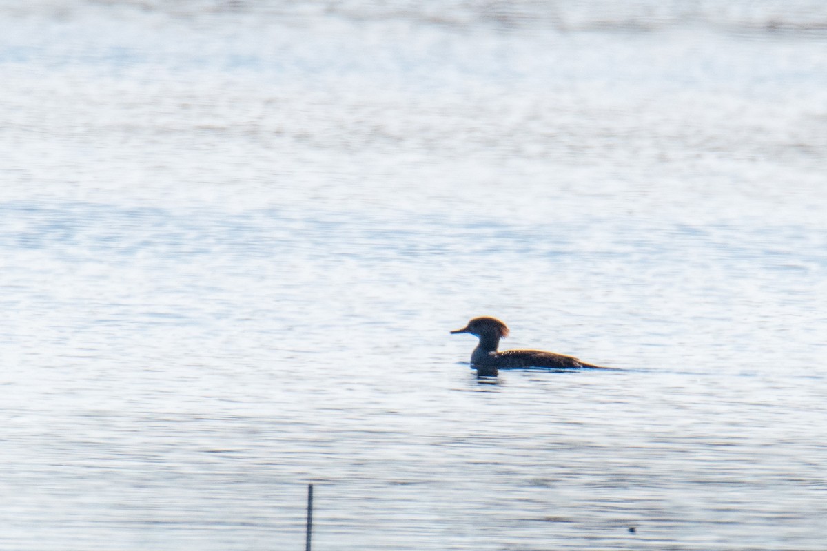 Большой крохаль - ML646347003