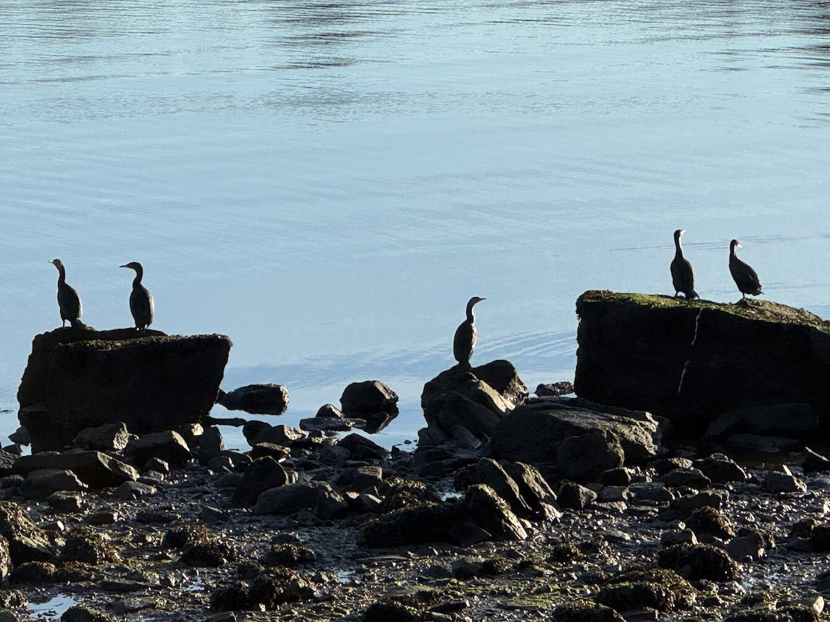 Ушастый баклан - ML646347004