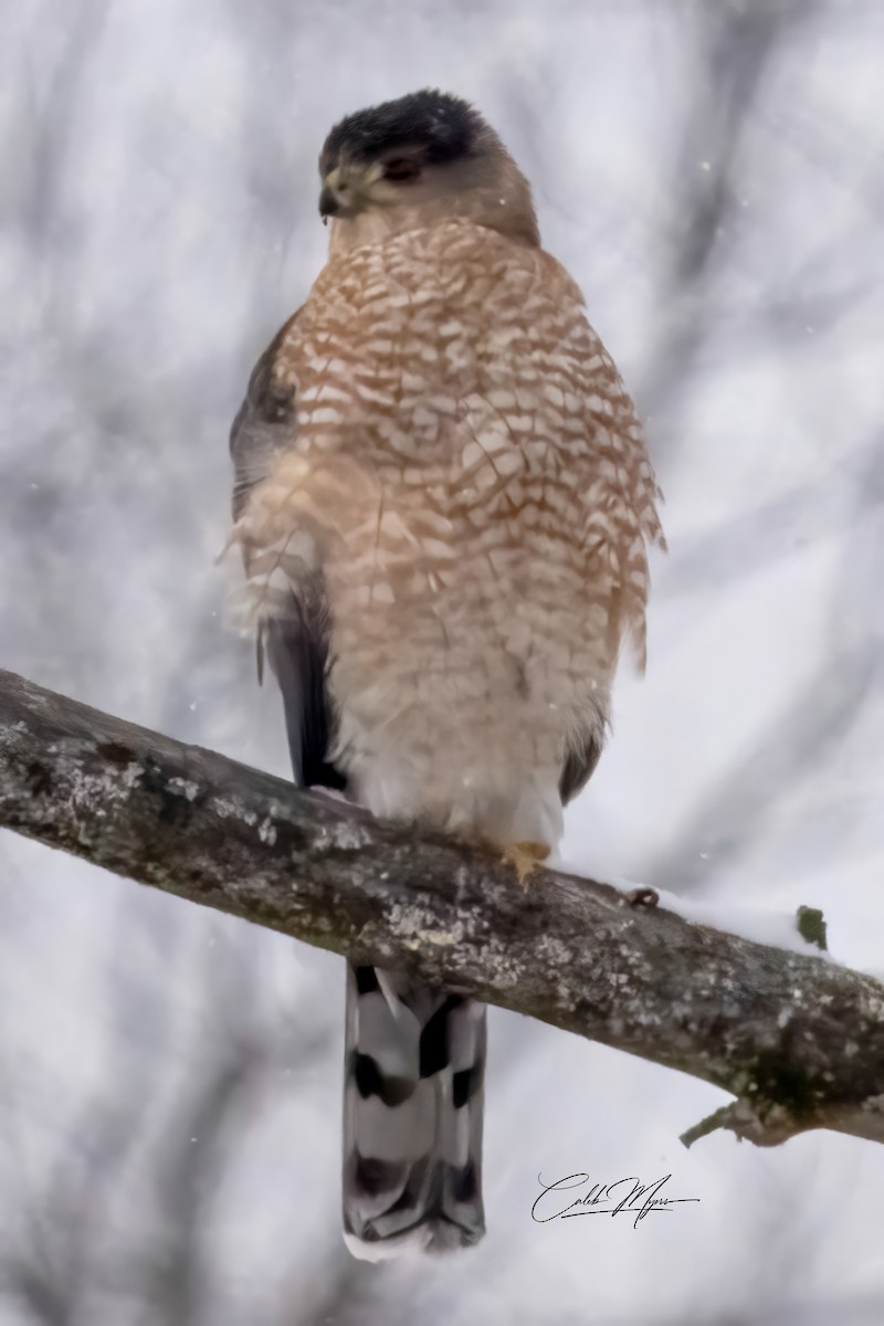 Куперов ястреб - ML646347005