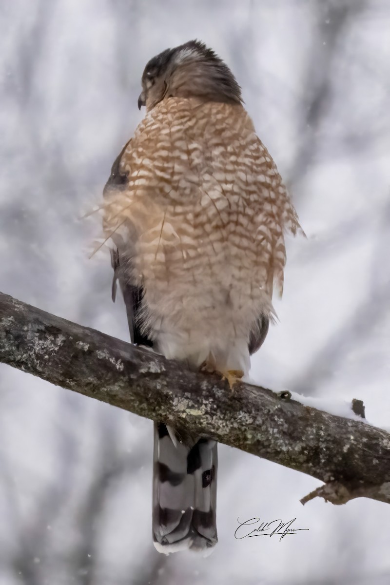 Куперов ястреб - ML646347006