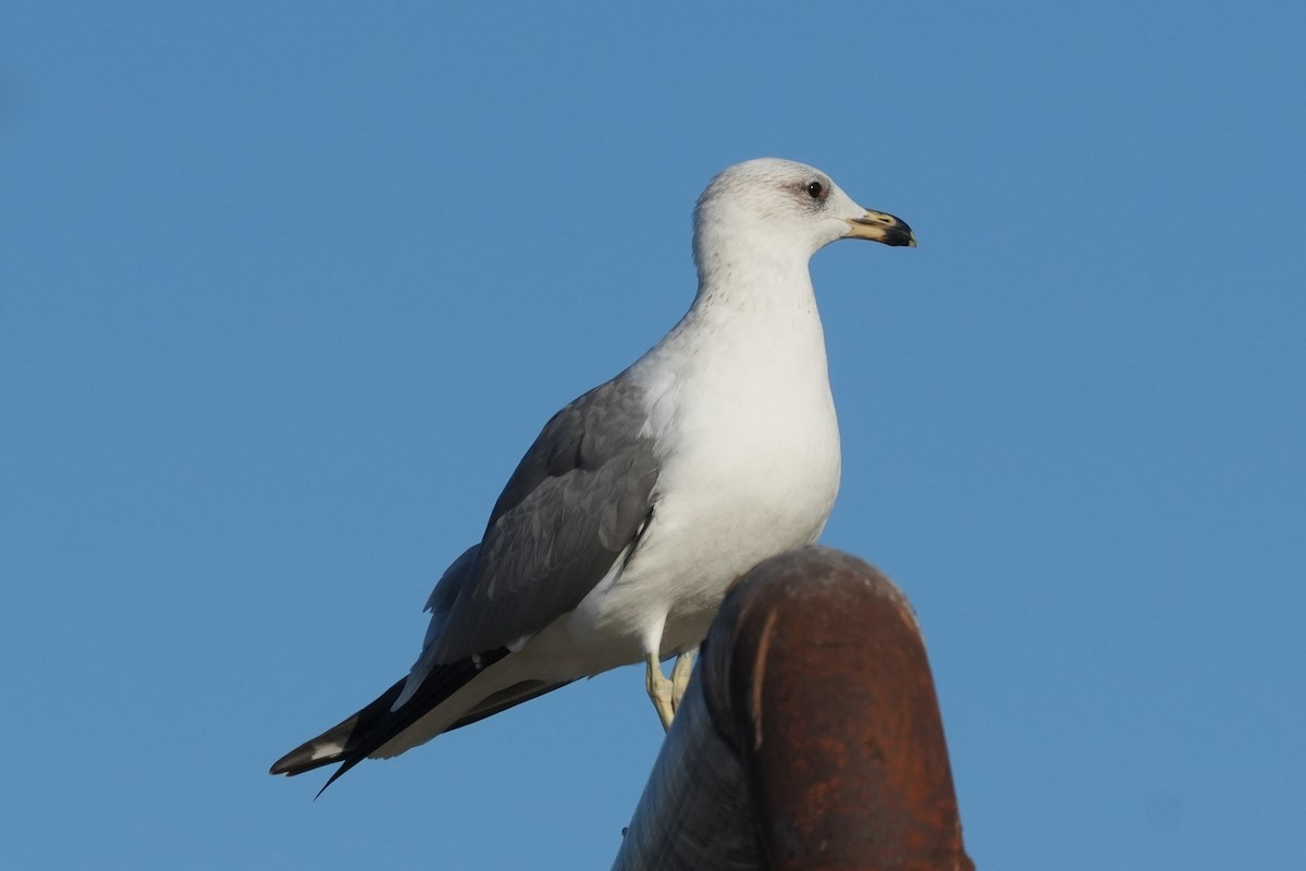 Армянская чайка - ML646347007