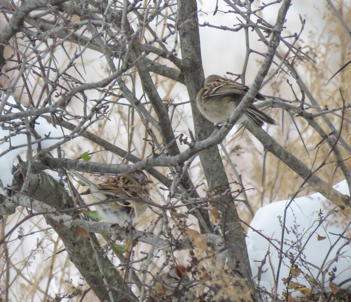 Воробьиная овсянка - ML646347008
