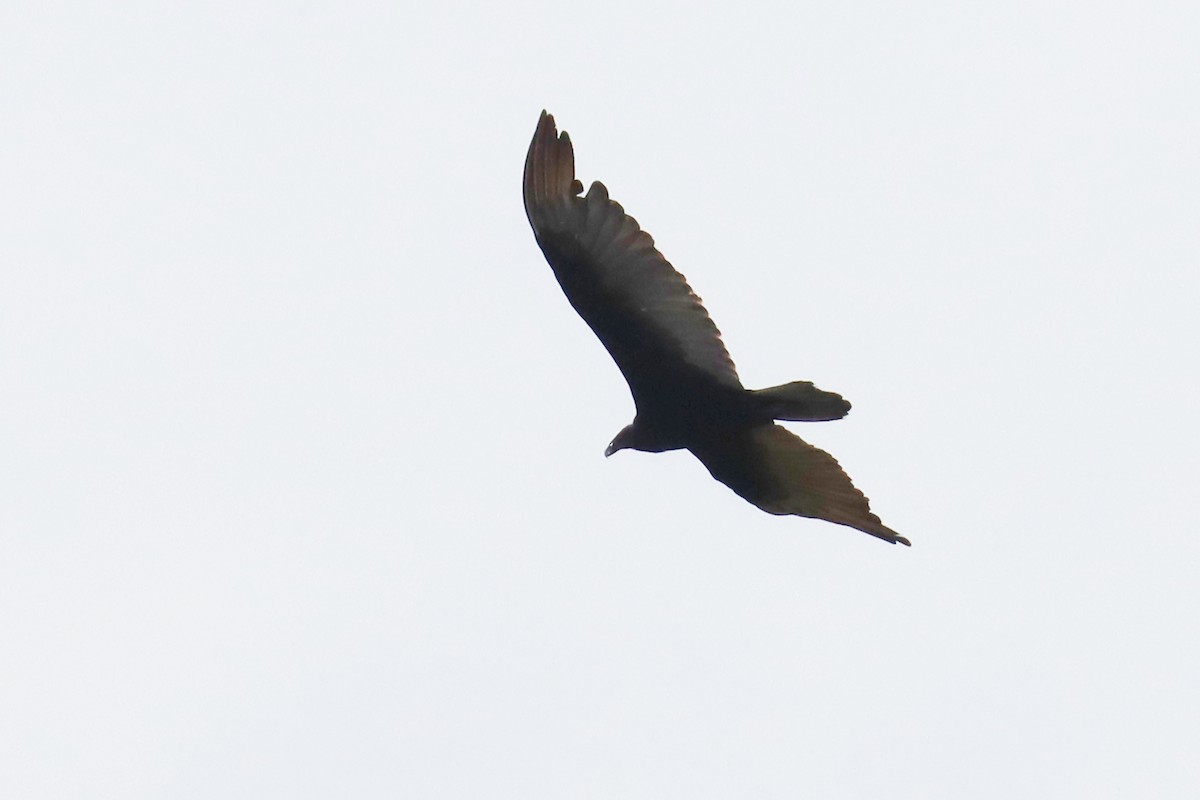 Катарта-индейка - ML646347009