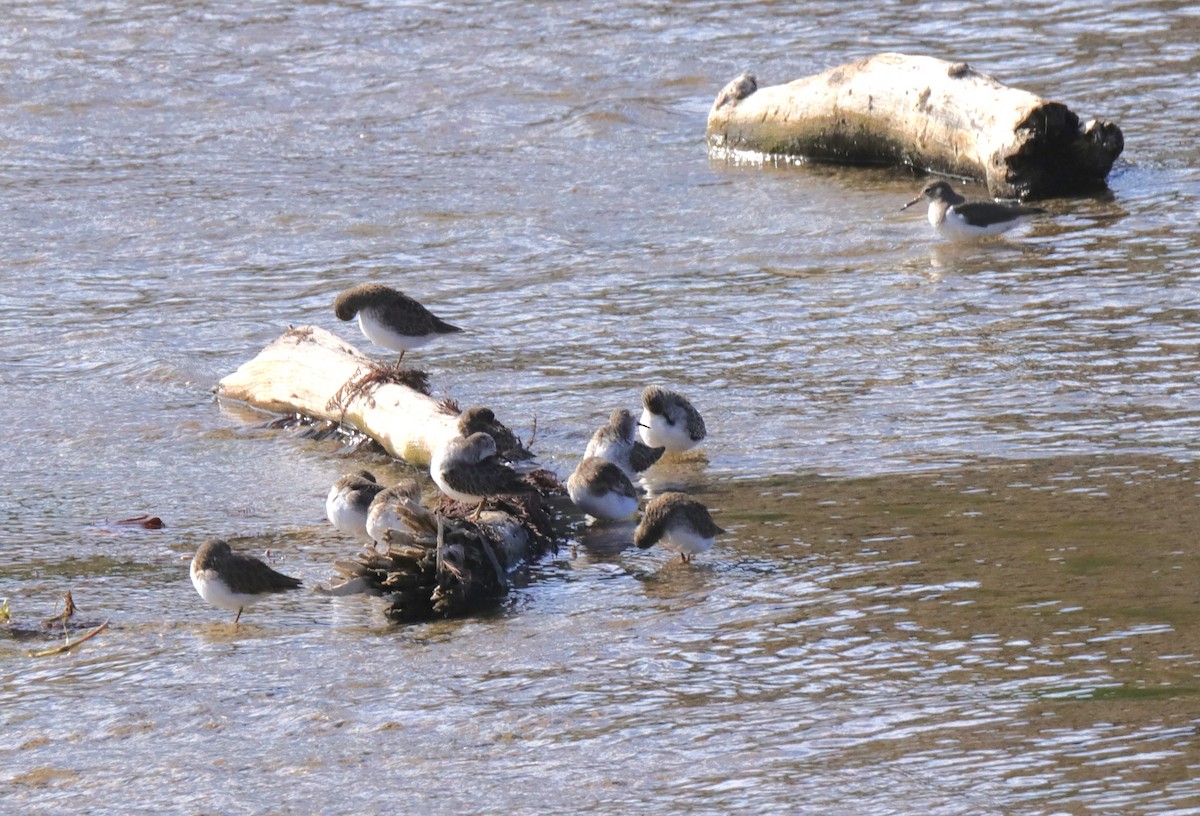 Least Sandpiper - ML646347011