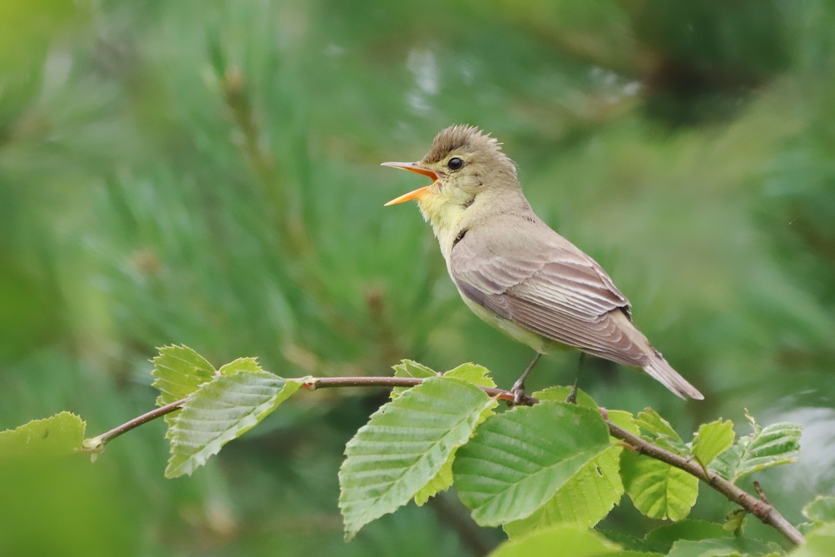 Зелёная пересмешка - ML646347014
