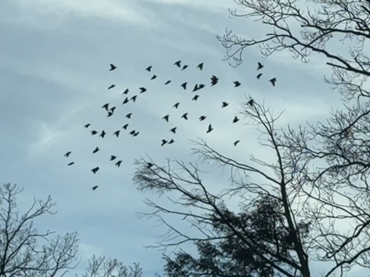 Обыкновенный скворец - ML646347015