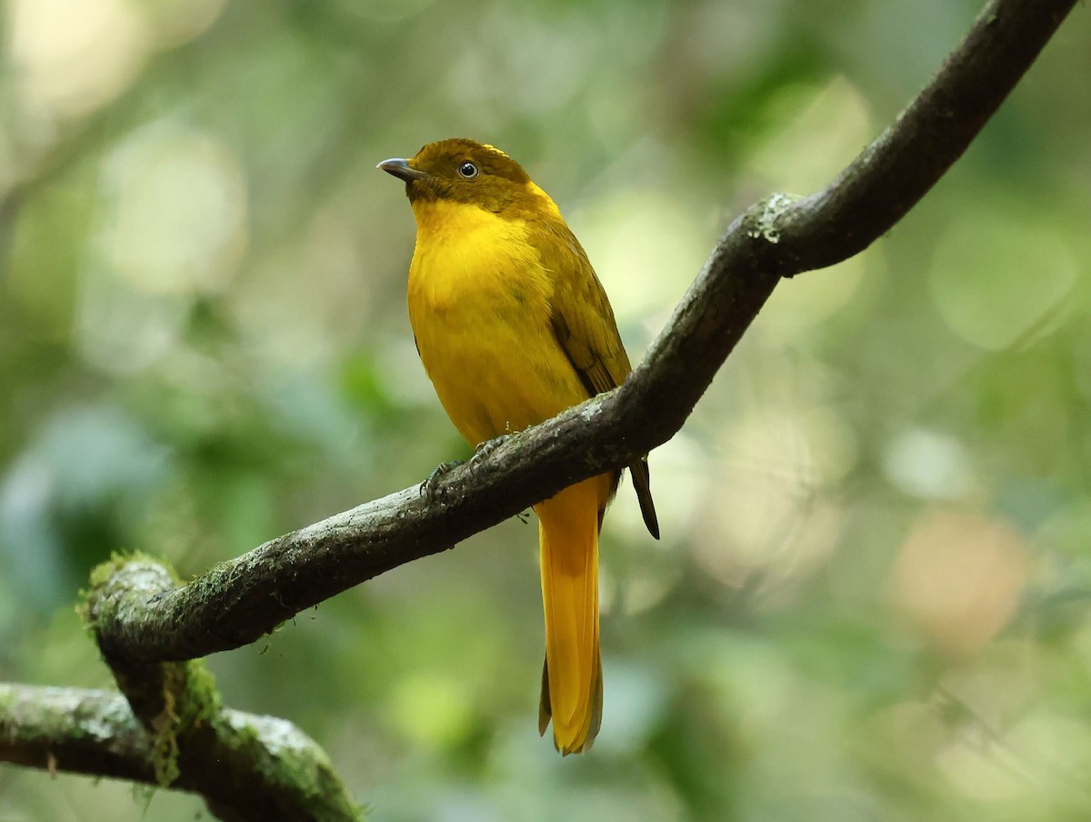 Золотистый шалашник - ML646347017